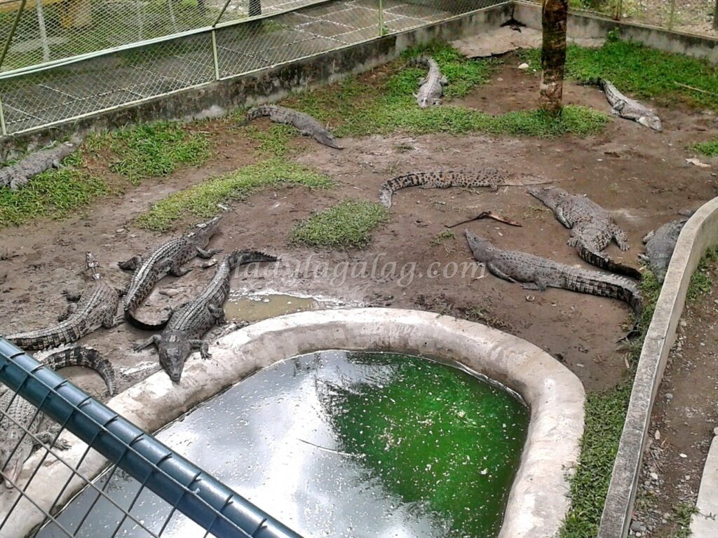 The innocent baby crocodiles becoming the Davao tourist spot