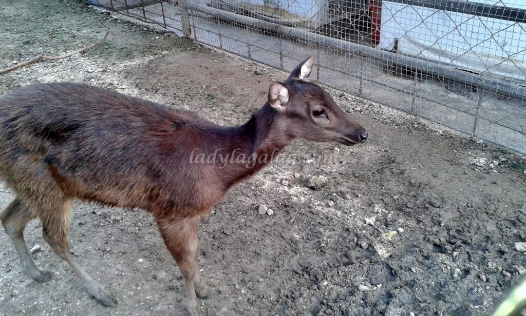 A deer to complete your tourist experience in Davao