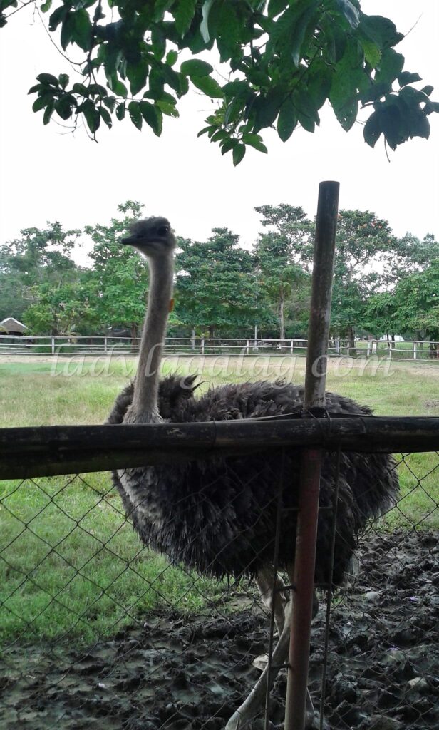 The hungry ostrich waiting to be fed by the tourists in Davao tourist spot