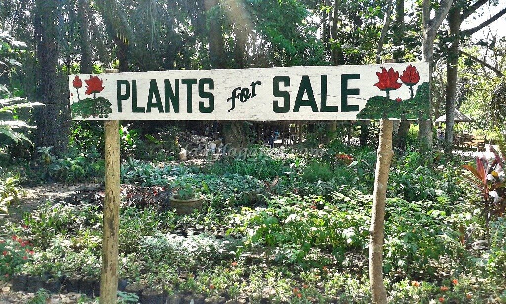Take home a plant and nurture it. – things to do in Quezon City