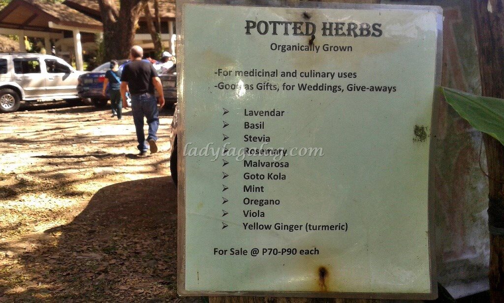 Things to do in Quezon City: Be hippie by taking care of herbal plants