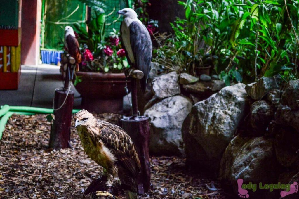 Eagles that look so calm in Avilon Zoo, Pasig.