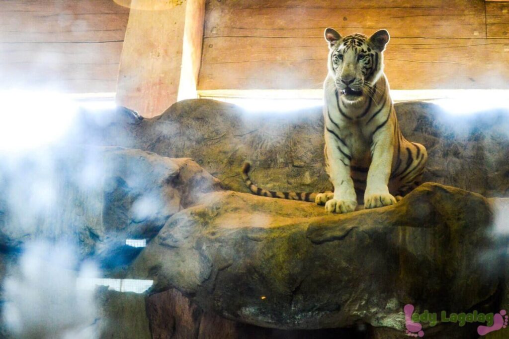 Things to do in Pasig: talk to this curious white tiger