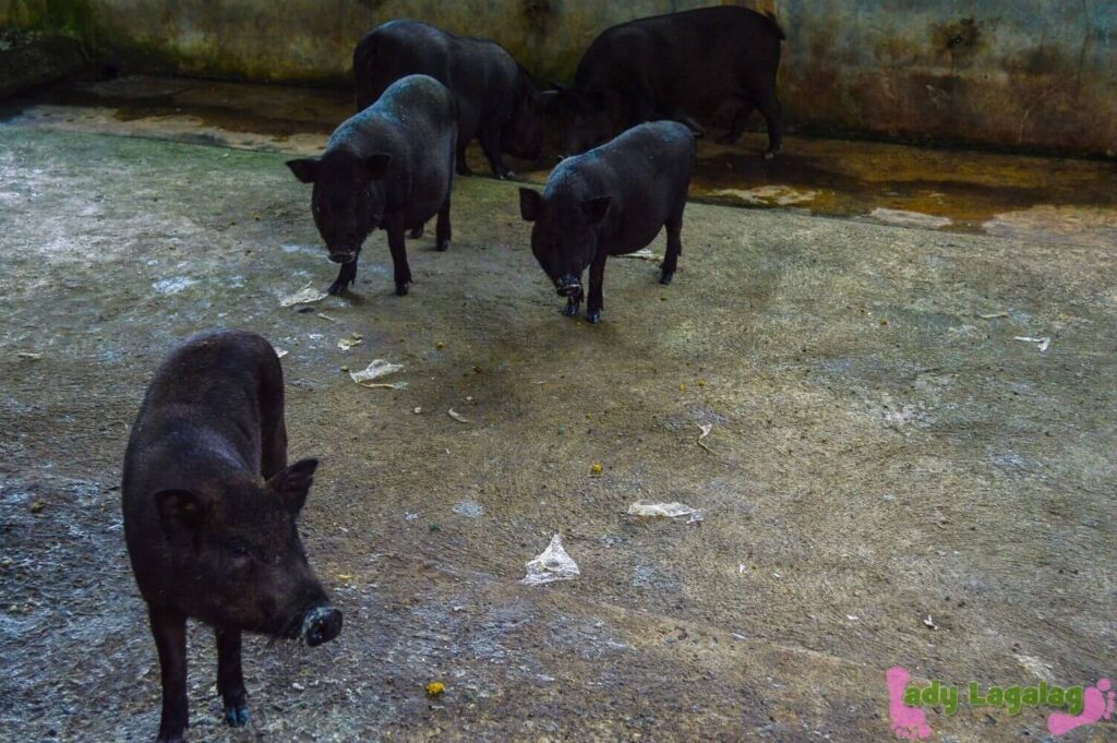 things to do in Bulacan: check out the black pigs