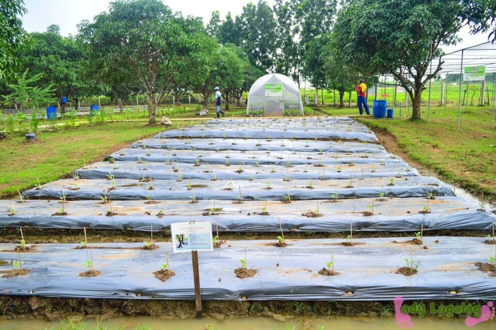 things to do in Bulacan: see the eggplant plantation