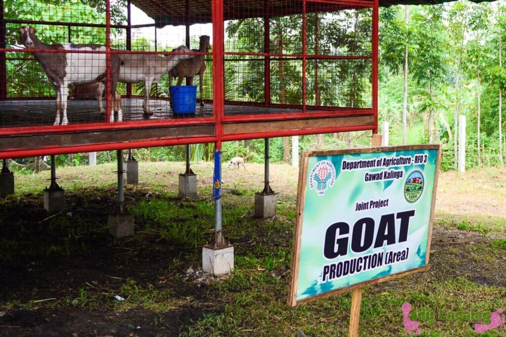things to do in Bulacan: see goats with no horns