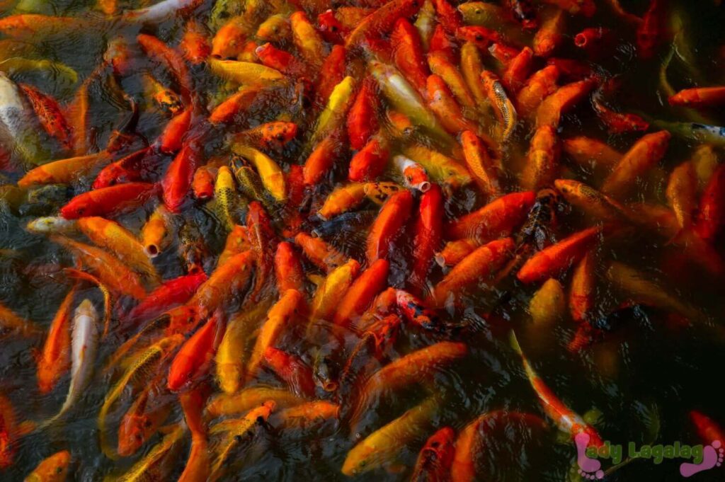 fish feeding: where to go in Laguna