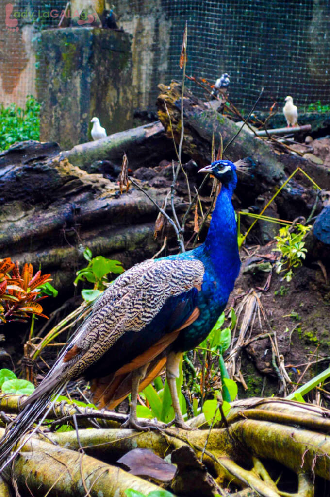 peacock at a resort in Batangas