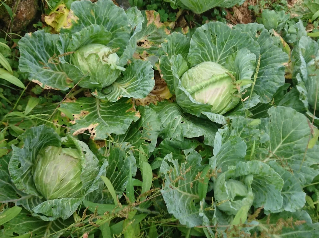 osmena peak cabbage