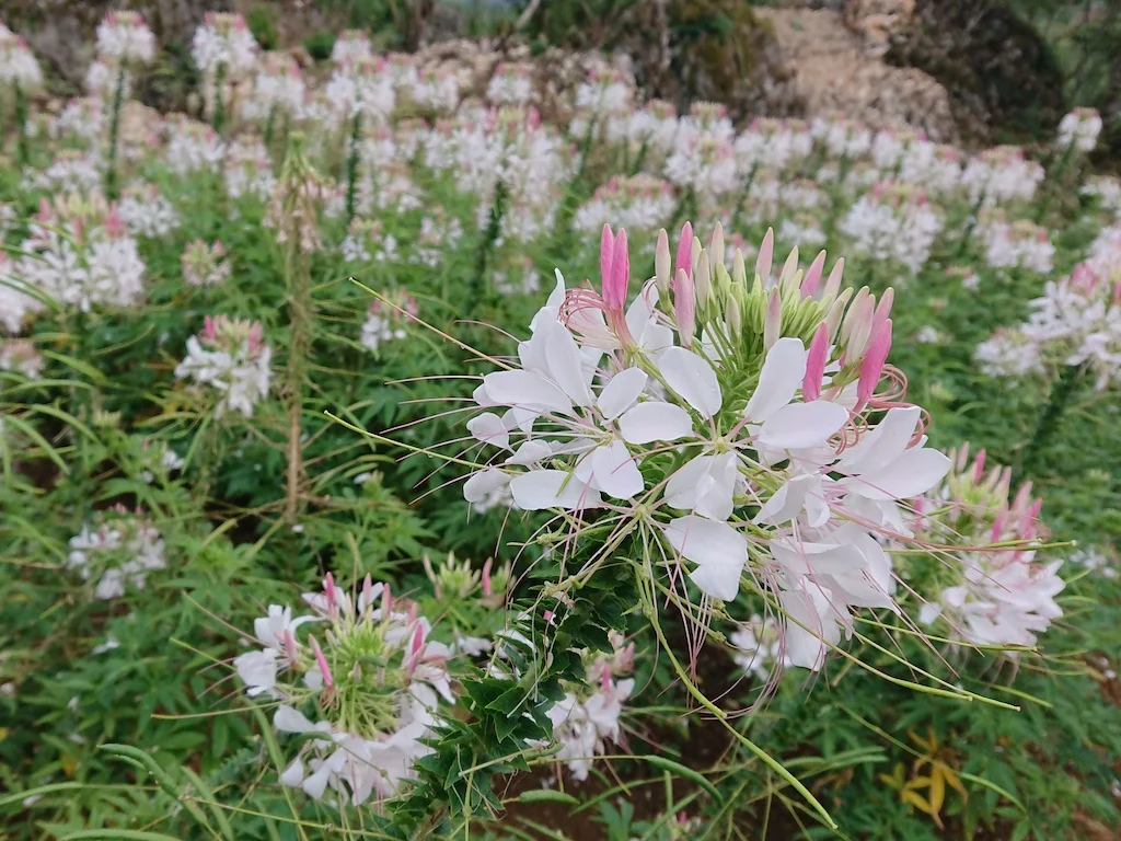 osmena peak flower